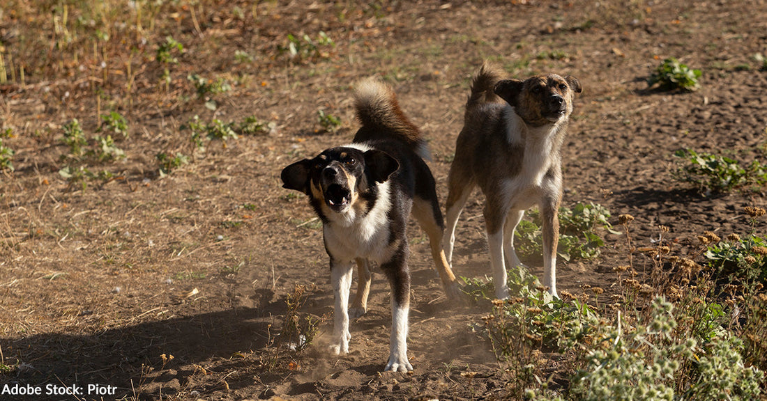 Rabies Is a Growing Threat Across War-Torn Ukraine