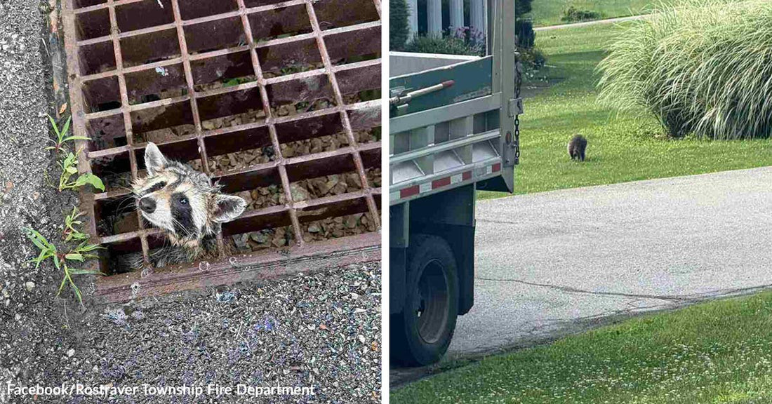 Split image showing a raccoon peeking through a storm drain grate and a small animal walking away near a truck on a driveway.