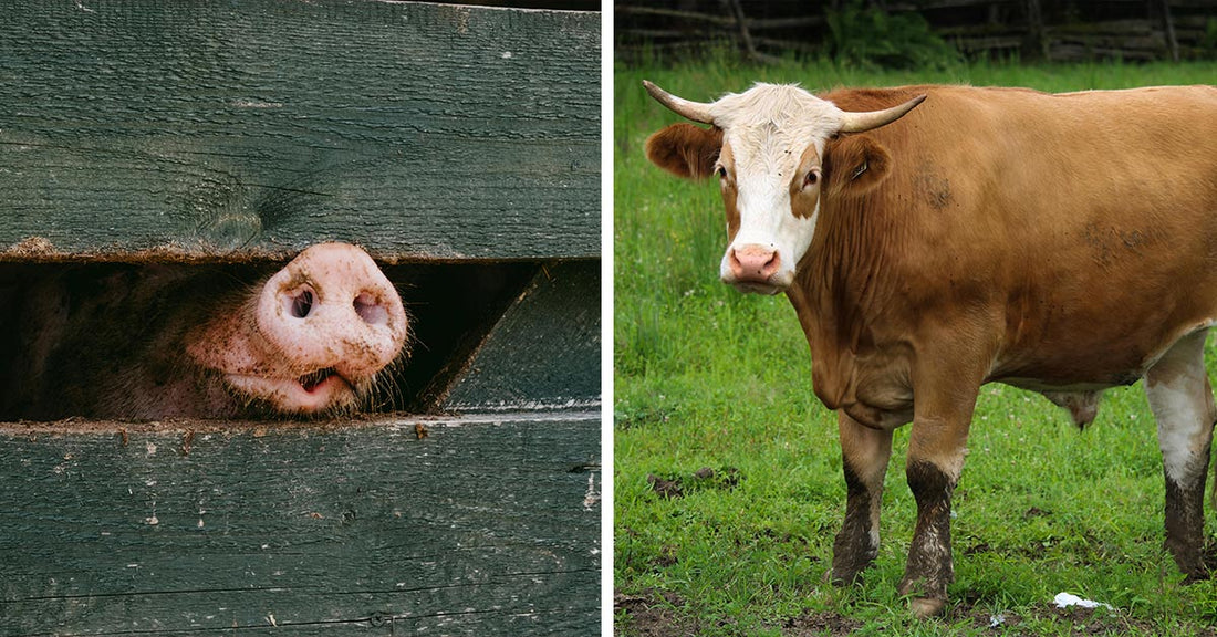 Ractopamine Is Banned Worldwide But Still Poisons America’s Food Supply