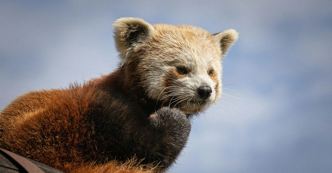 Hotel Puts Endangered Red Pandas in Danger for Guest Entertainment