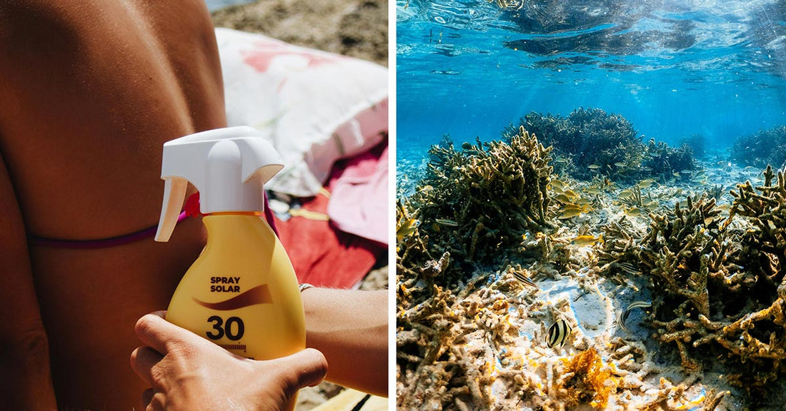 The Sunscreen That Saves Reefs: Singapore Scientists Turn Tea Pollen into Ocean-Friendly UV Shield