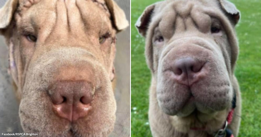 On the left, a wrinkled Shar-Pei dog with a cone collar faces the camera closely; on the right, a similar Shar-Pei stands outdoors on green grass wearing a colorful harness.