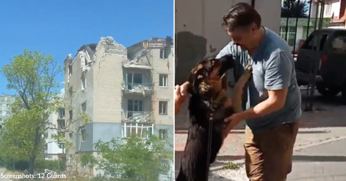 destroyed building and German shepherd dog jumping up on man in blue shirt