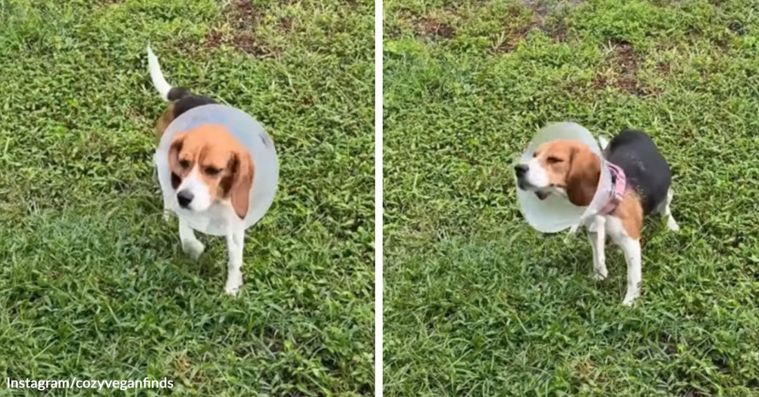 Side-by-side images of a beagle wearing a cone standing in grass, first still and then mid-shake.