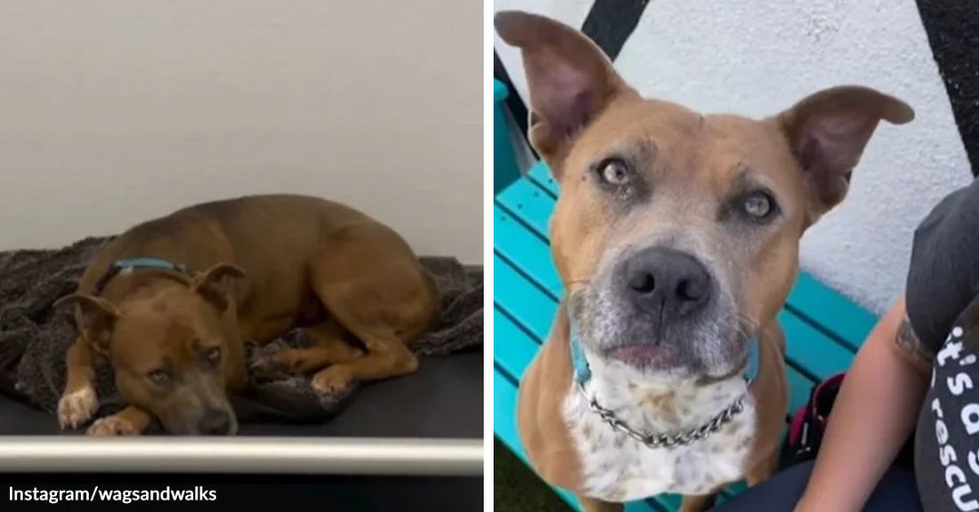 Brown dog lies curled on a dog bed indoors in one image and looks up calmly while sitting beside a person outdoors in the next.