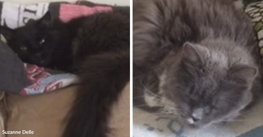 Split image of two cats resting: a black cat lying stretched out on a patterned blanket, and a gray long-haired cat curled up asleep on a soft surface.