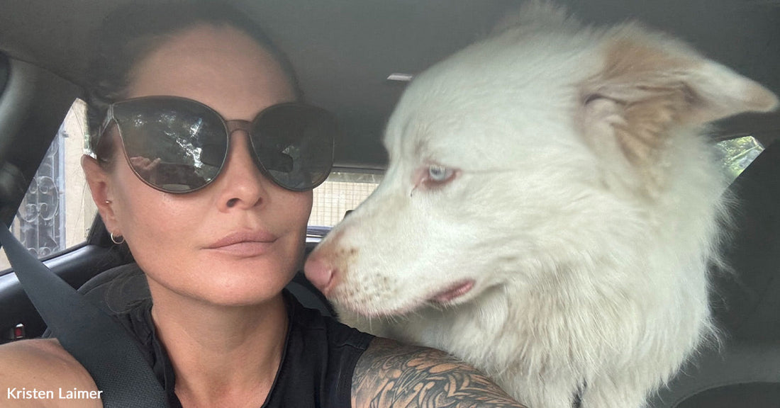 Close-up inside a car of a white dog gazing toward a woman wearing sunglasses, their faces inches apart.
