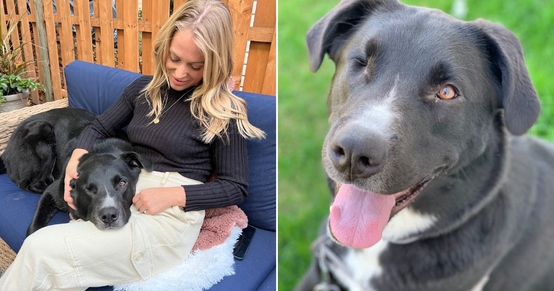 On the left, a blonde woman cuddles a black dog on a blue outdoor sofa; on the right, a black-and-white dog sits happily on green grass.