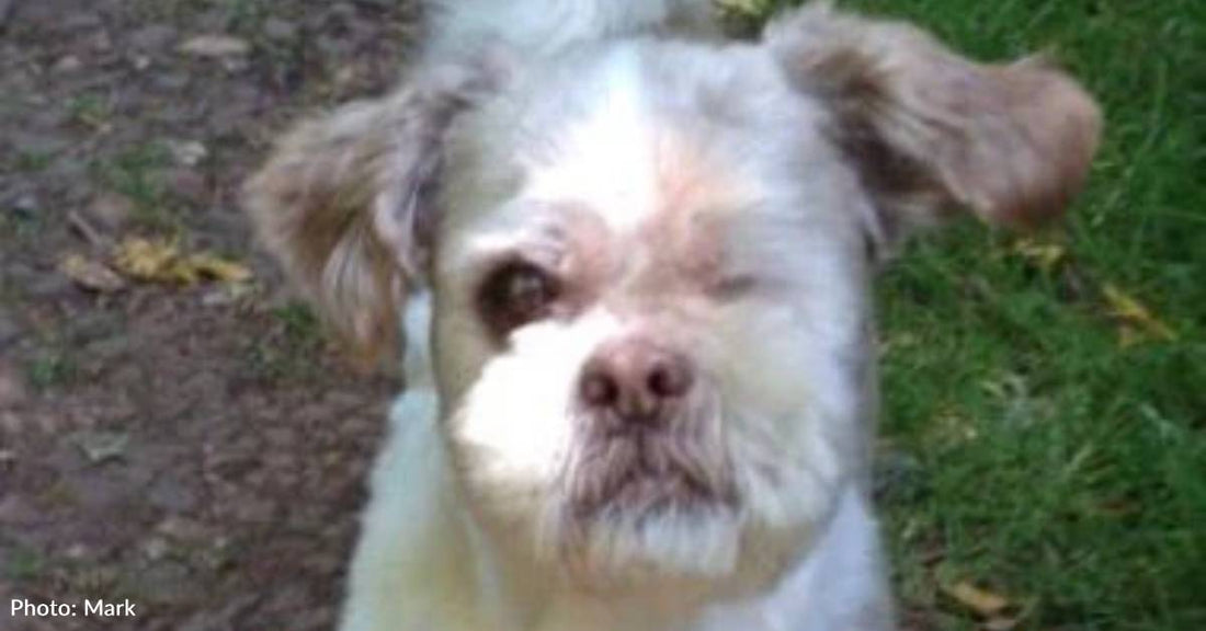 Man Agrees to Watch Blind Dog, Whose Owners Never Return