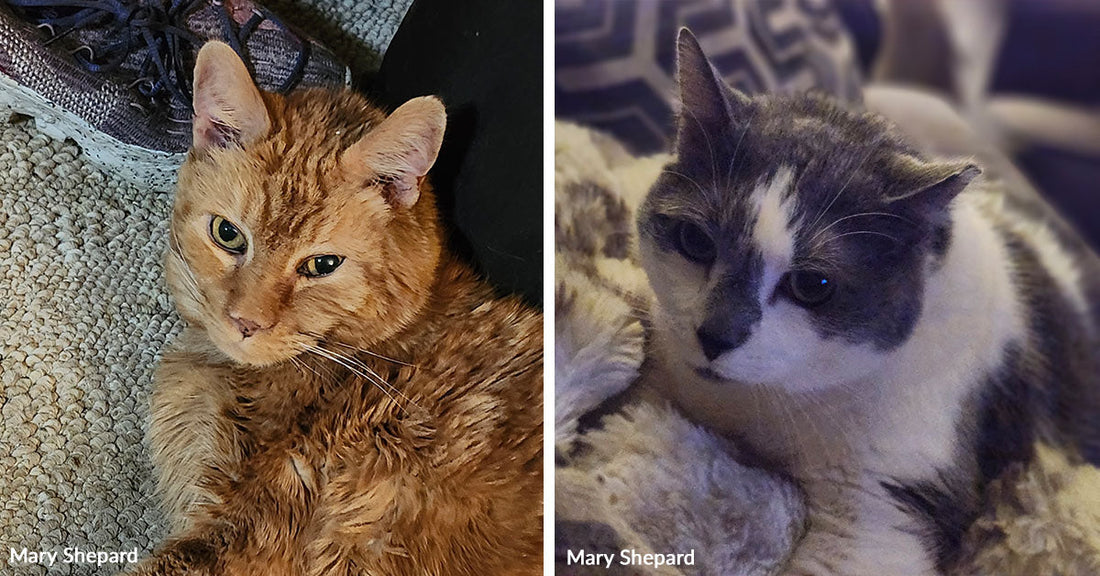 Split image showing an orange tabby resting on carpet and a gray-and-white cat relaxing on a blanket, both looking toward the camera.