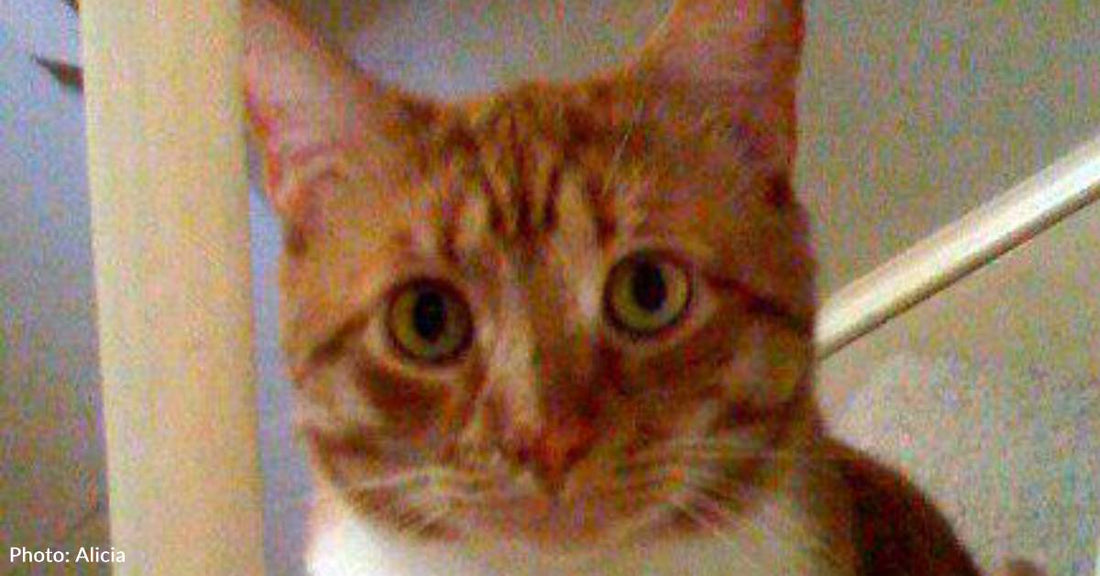 Cat Sets Off Alarms When He Bolts Around at Vet's Office