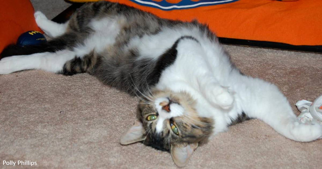 Adult Cat Waiting for Home Gets Ignored All Summer in Favor of Kittens