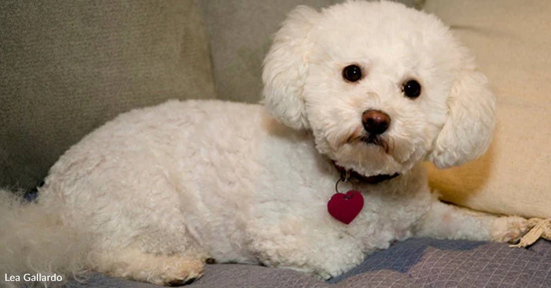 Terrified Ungroomed Bichon Frise Rescued After Owner is Arrested