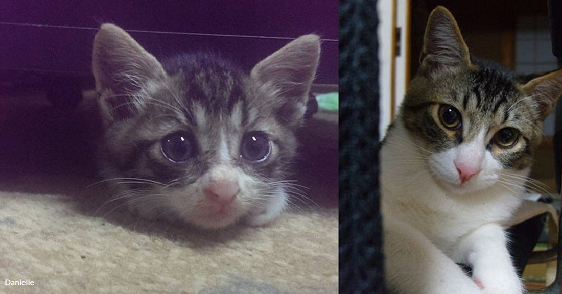 Two images of a tabby kitten: one peeking out from under furniture, the other lounging comfortably.