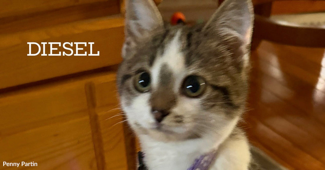 Gray and white kitten with wide eyes labeled “DIESEL,” sitting indoors near wooden cabinets.