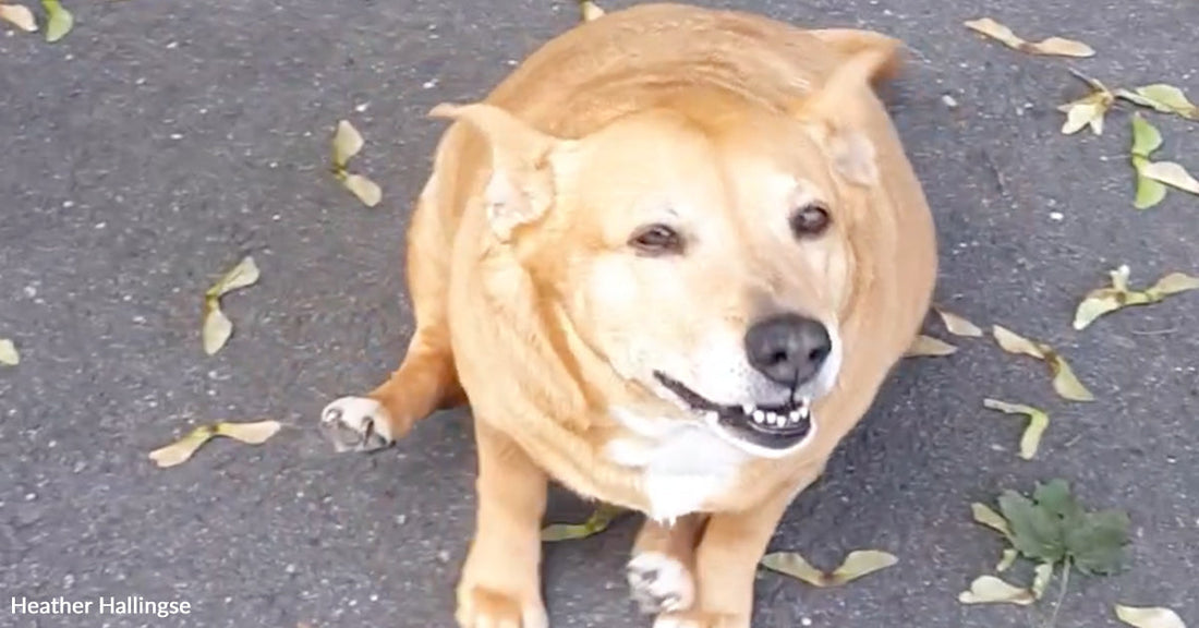 Overhead view of a tan, stocky dog sitting on pavement scattered with fallen leaves, looking up with a slight smile.