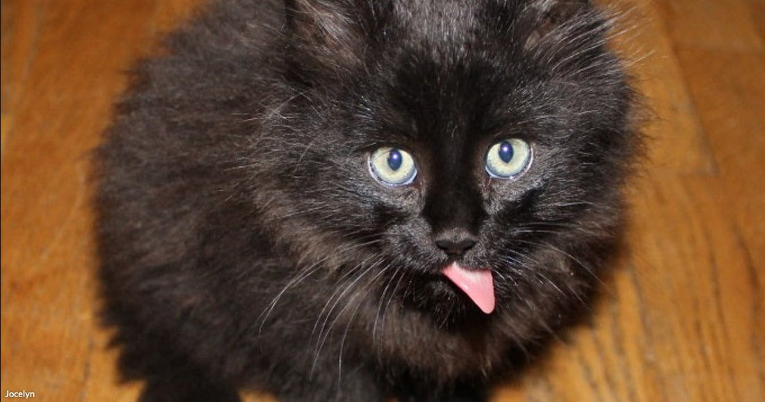 A fluffy black kitten with bright green eyes and its tongue sticking out sits on a hardwood floor looking up at the camera.