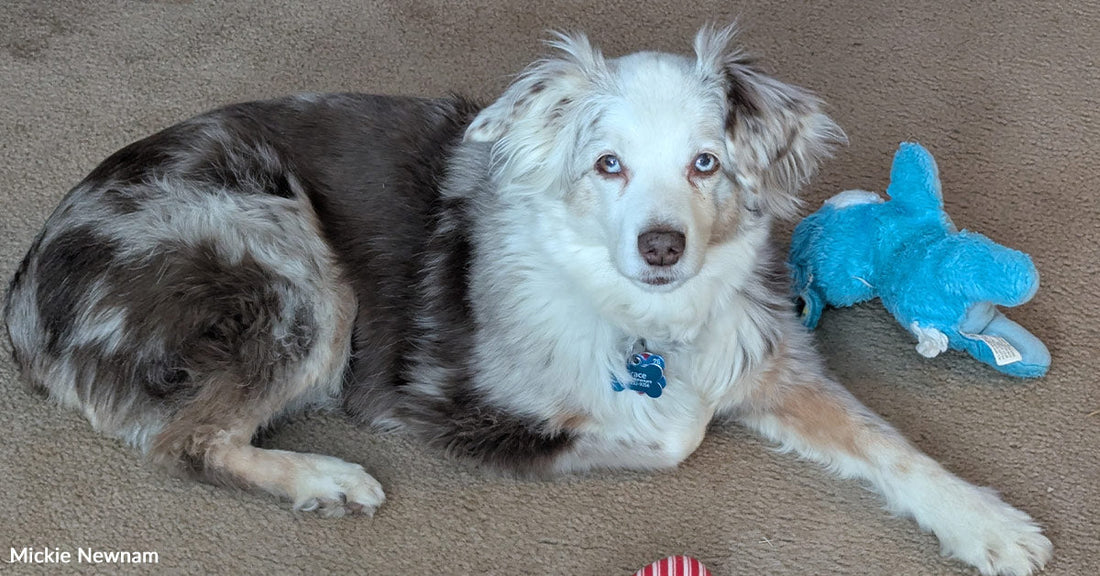 Dog resting on beige carpet beside a blue stuffed toy and a red-and-white striped plush bone.