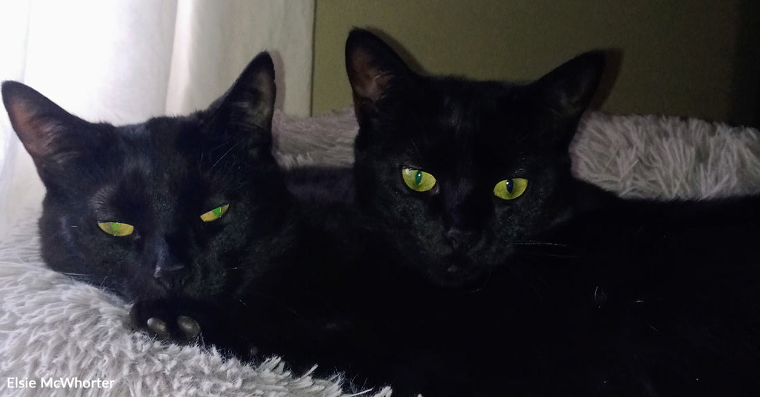 Two black cats with bright green eyes lying close together on a soft gray blanket.