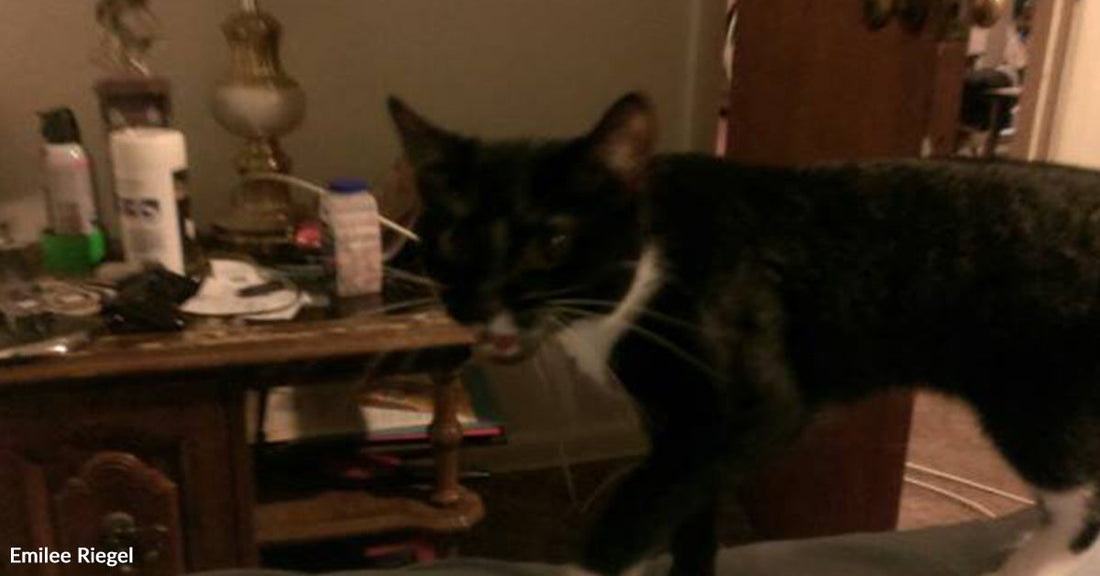 Black-and-white cat walking across a surface indoors near a cluttered wooden side table with household items and a lamp.