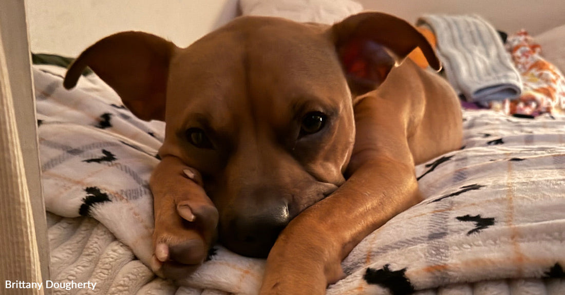 A Starving Dog Chose His Human in the Middle of the Street