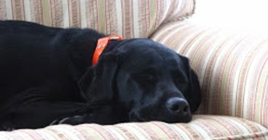 Black Labrador sleeping peacefully on a striped couch.