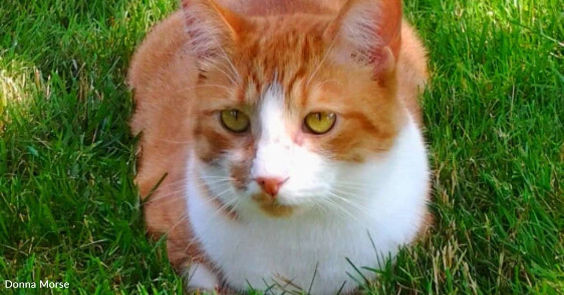 Woman Finds Stray Kitten Likely Born on the Day Her Beloved Cat Died