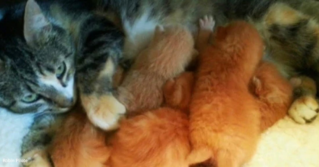 A mother cat nursing her five fluffy orange kittens on a soft surface.