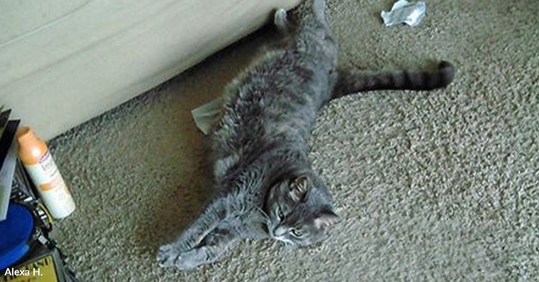A gray cat stretches out on a carpet beside a couch.
