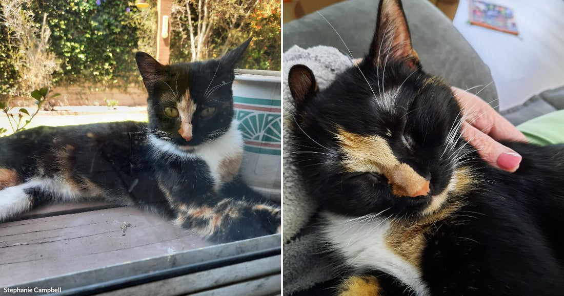 On the left, a calico cat lounges on a wooden windowsill outdoors; on the right, a calico cat sleeps contentedly while a hand gently pets it.