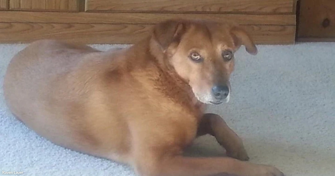 A golden-brown dog lies on beige carpet in front of a wooden dresser, looking directly at the camera.