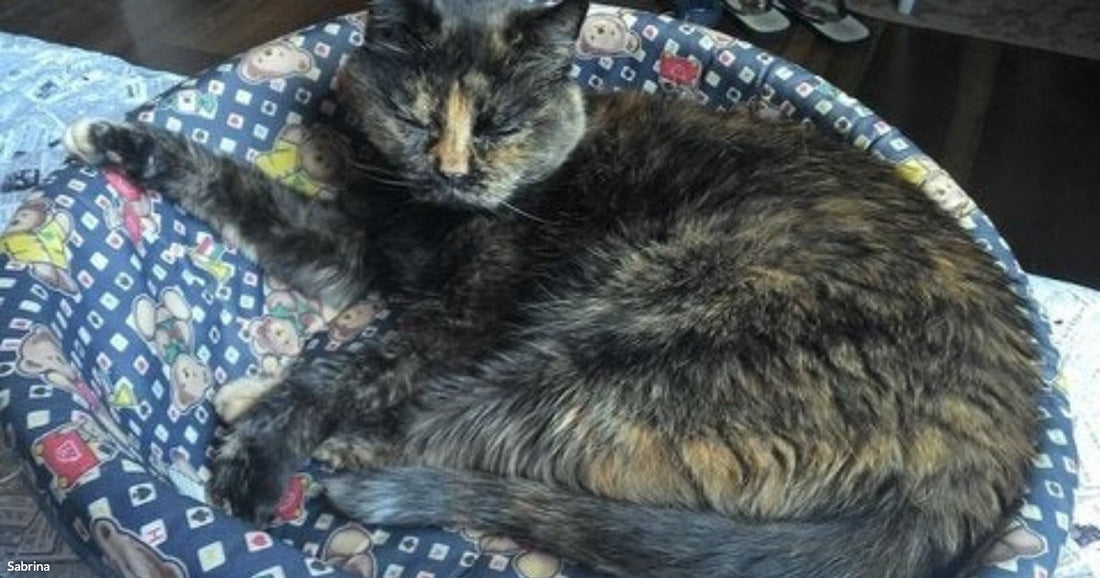 A tortoiseshell cat curls up contentedly in a round blue pet bed adorned with cartoon characters.