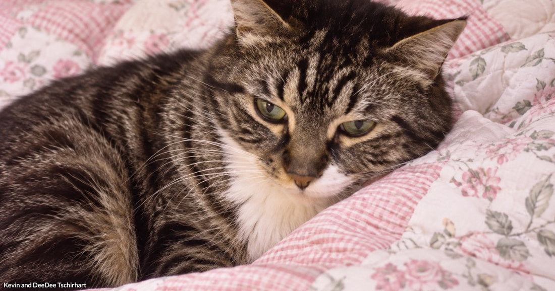 A gray tabby cat with green eyes rests on a pink floral quilt, gazing drowsily at the camera.