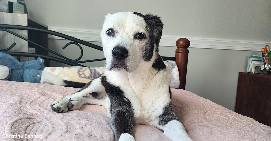 A black and white mixed-breed dog lies comfortably on a pink quilted bed, looking attentively toward the camera.