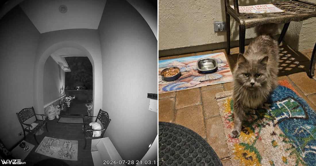 Two Abandoned Cats Find Safety on a Stranger’s Porch