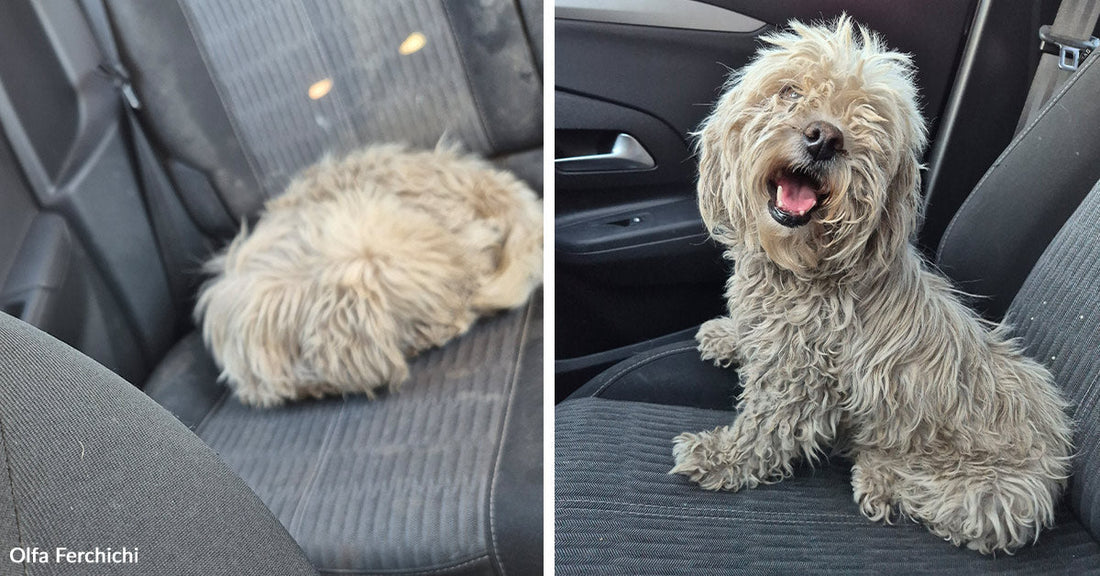 Side-by-side images of a small shaggy gray dog sleeping on a car seat and later sitting upright with an open-mouthed, happy expression.