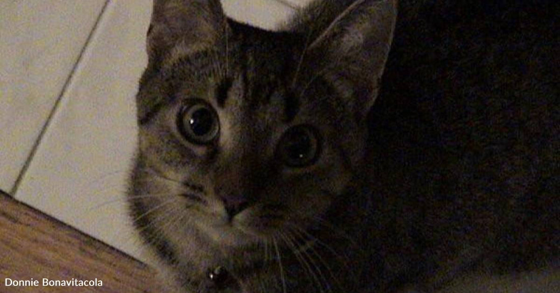 Man 'Wasn't a Cat Person', Until He Met Stray with FIV