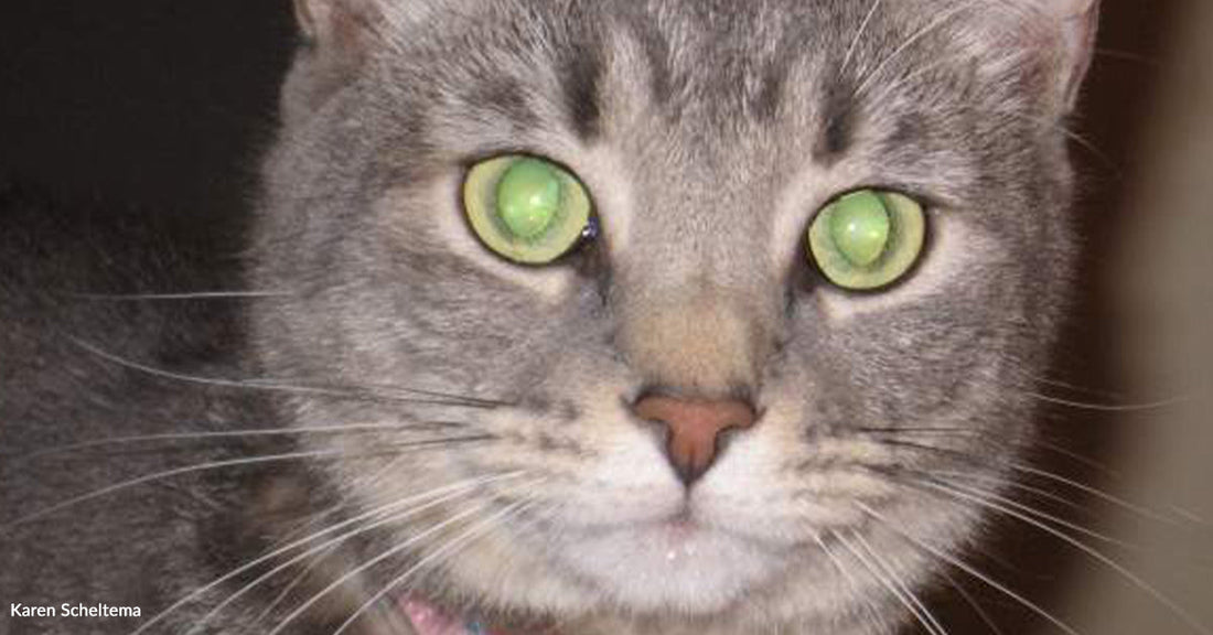 Close-up of a gray cat with bright green eyes and a pink collar.
