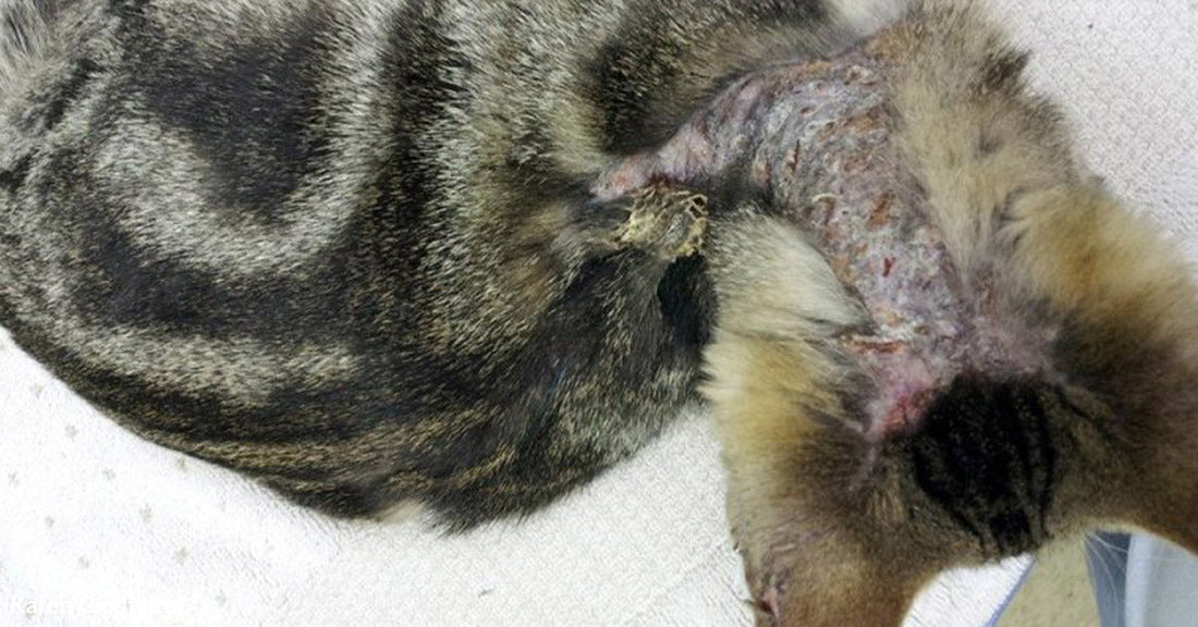 Cat with a shaved patch and visible wound on its side, resting on a towel.