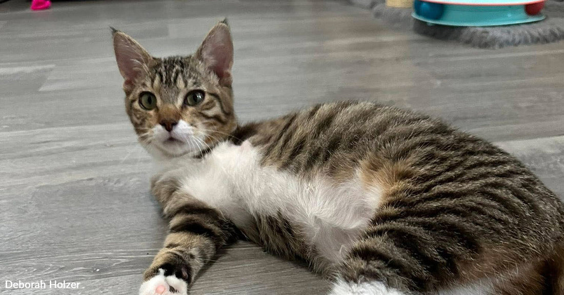 Tiny Cat Survives Car Engine Horror And Fights Back On Three Legs