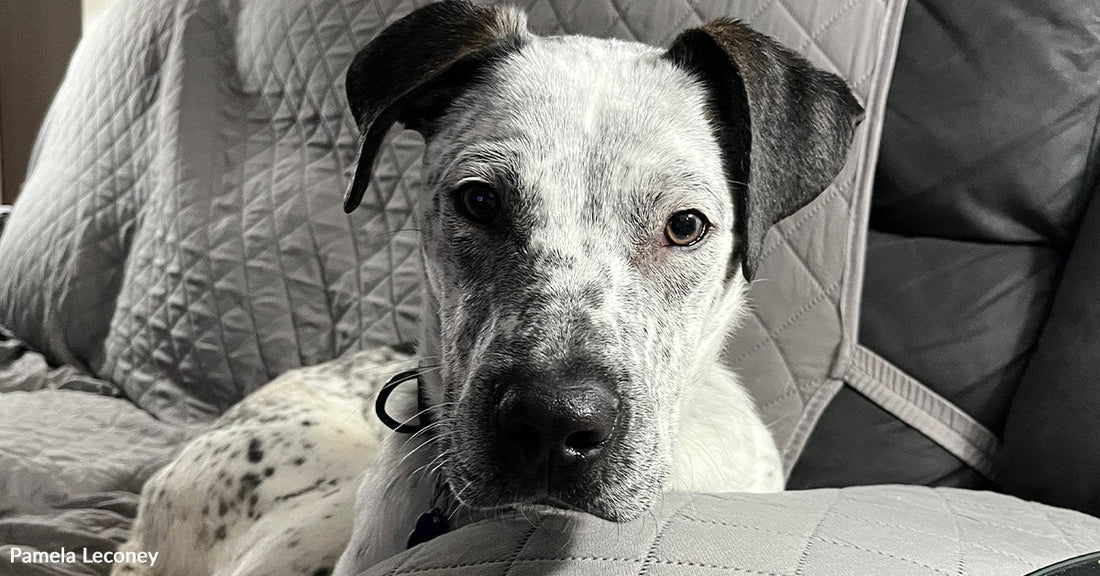Speckled white and black dog lounging on a gray couch, head propped on the armrest, gazing forward calmly.