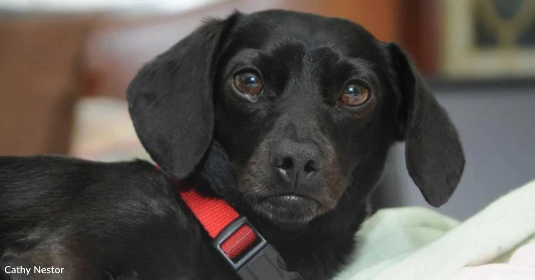 Dog Bites New Owner More Than Once, But She Doesn't Give Up on Him