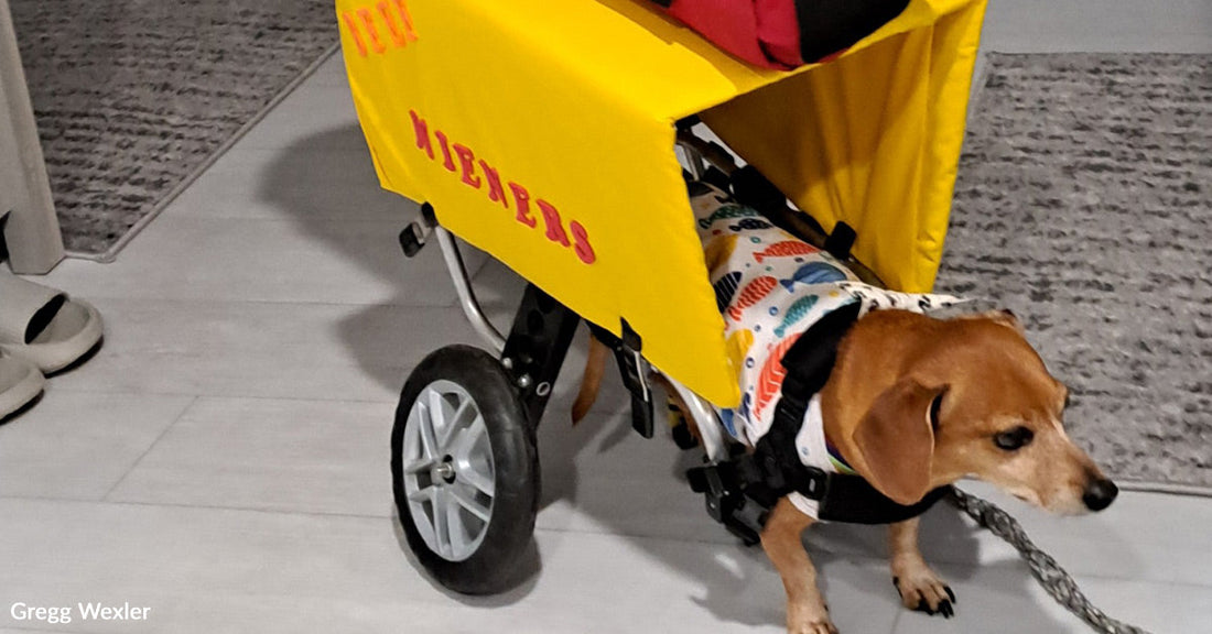 Small dachshund harnessed to a bright yellow hot dog cart costume attached to a dog wheelchair.