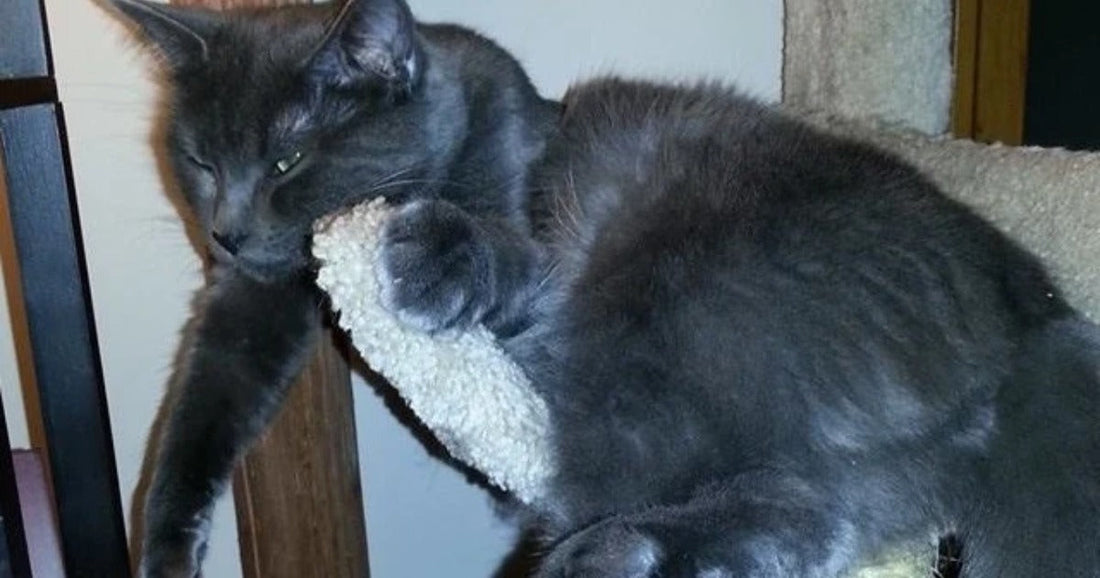 A gray cat lounges draped over the top of a sisal scratching post, dangling its paws lazily.
