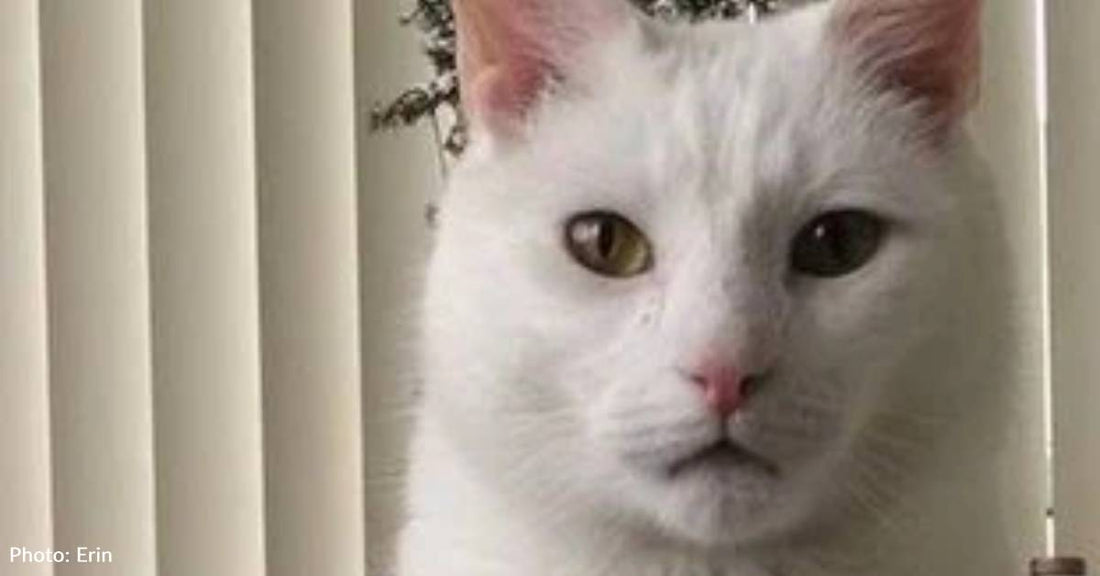 'Neurotic, Anxious, Aloof' Cat Becomes Regal Weirdo of His New Home
