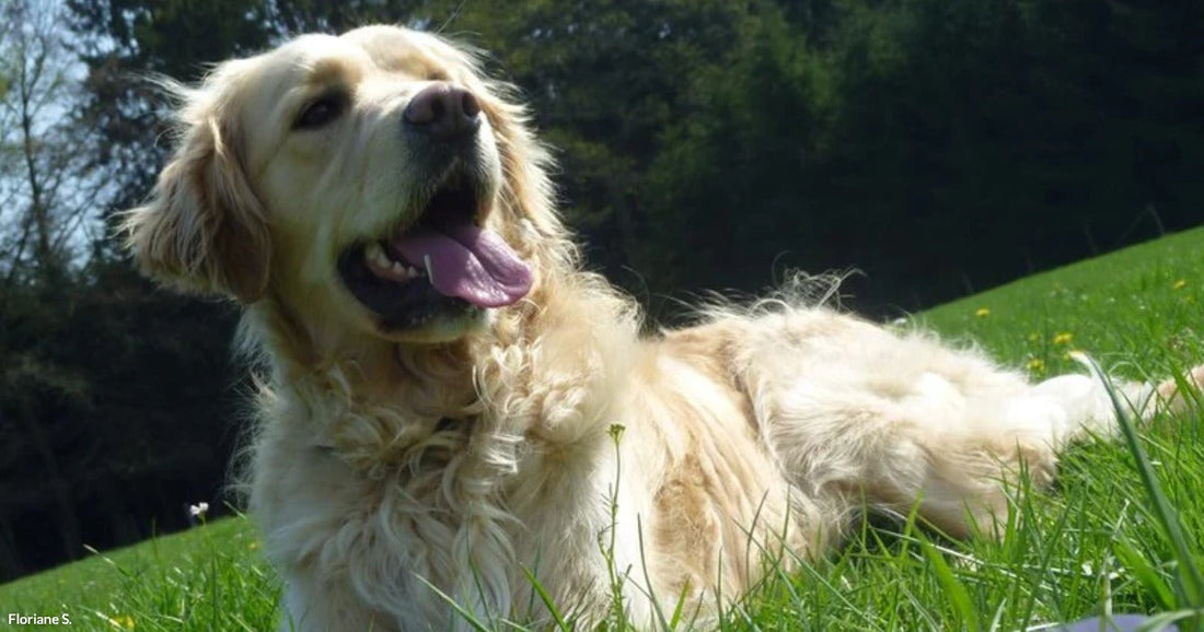 A golden retriever lies in bright green grass on a sunny day, tongue out and looking happily upward.