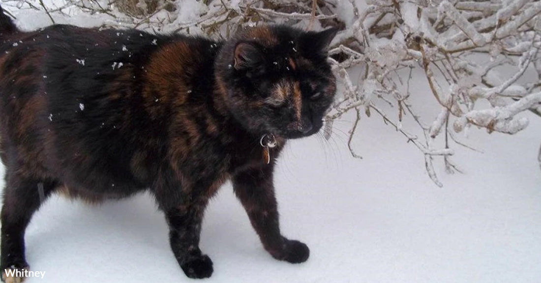 A tortoiseshell cat walks through a snowy landscape near a bush.