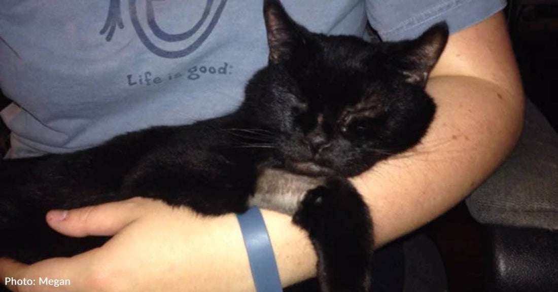 Senior Cat Goes Missing, His Human Keeps Staying Up All Night Searching
