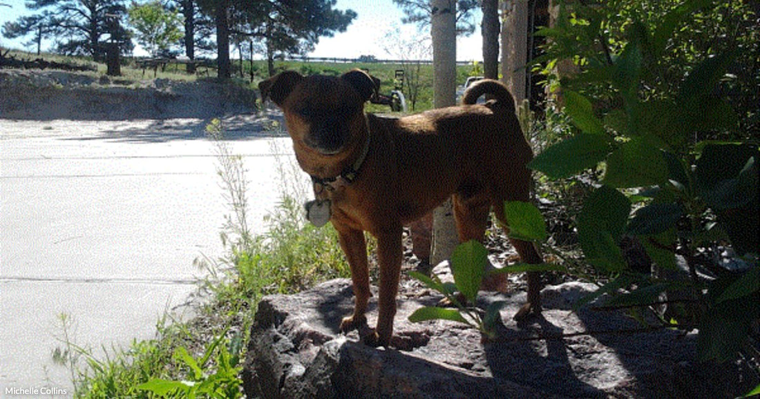 A brown brindle dog stands alert on a large rock beside lush green shrubs, gazing toward a sunny driveway lined with tall pine trees.