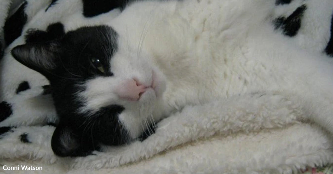 Black-and-white cat lies curled on a white patterned blanket, looking calmly toward the camera.